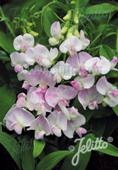 Lathyrus latifolia 'Pink Pearl'